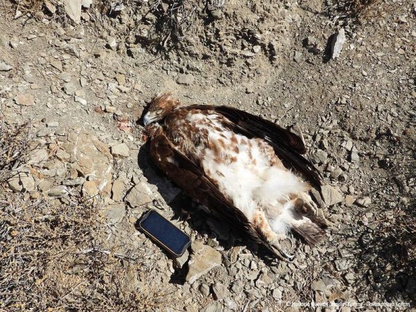 Κτηνωδία: 4η δολοφονία εμβληματικού αρπακτικού στην Κρήτη – Σκότωσαν Χρυσαετό