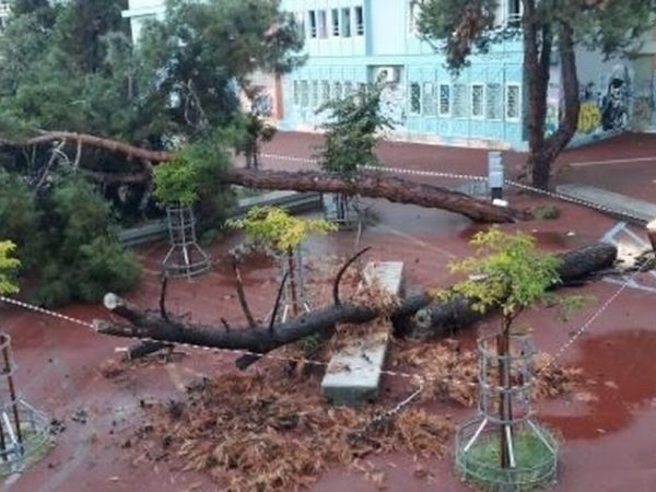 ΚΟΙΝΩΝΙΑ: Συνεχίζεται η «αξιολόγηση» Κεραμέως: Μεγάλο πεύκο έπεσε στην αυλή σχολείου στη Θεσσαλονίκη