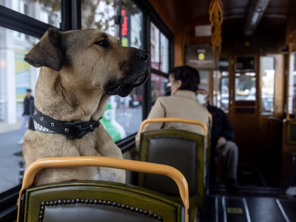 Ο Boji, ο σκύλος εξερευνητής, ταξιδεύει με όλα τα ΜΜΜ της Κωνσταντινούπολης