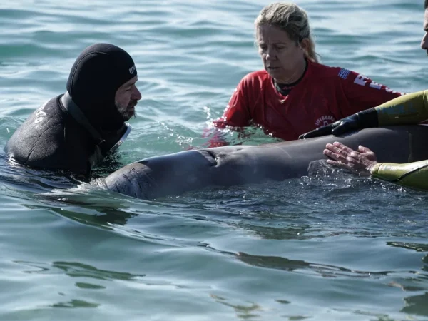 Εξελίξεις με τη φάλαινα στον Άλιμο: Μεταφέρθηκε στα ανοιχτά -«Σήμερα θα ξέρουμε αν θα ζήσει»