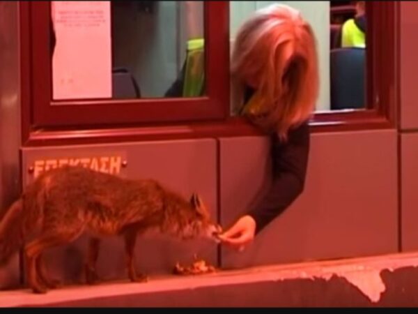 Υπάλληλος διοδίων στην Εγνατία ταΐζει στο στόμα μια αλεπού που βρέθηκε στη μέση του δρόμου (βίντεο)