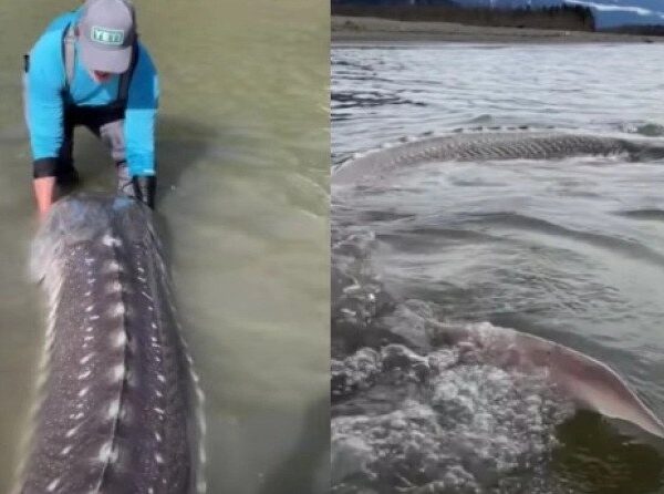 Καναδός έπιασε ψάρι… “δεινόσαυρο” μήκους 3,5 μέτρων