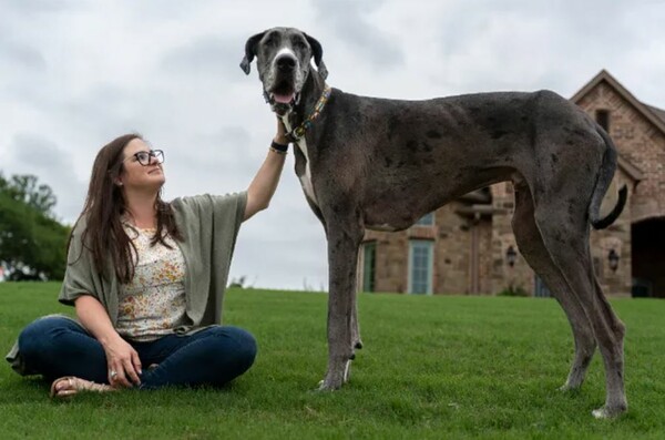 Ο Δίας έχει ύψος 1.04 και λατρεύει τα παγάκια: Γνωρίστε τον ψηλότερο σκύλο στον κόσμο