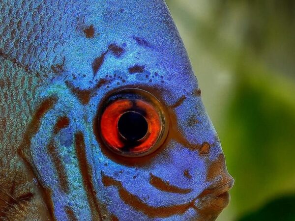 Άλλα τα μάτια του ψαριού: Γιατί τα υδρόβια ζώα βλέπουν τον κόσμο διαφορετικά