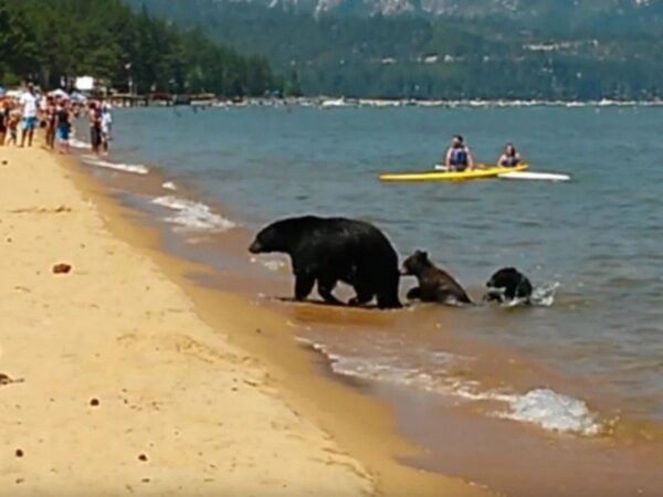 Αρκούδα με τα μωρά της πήγε στην παραλία γεμάτη κόσμο και βούτηξε στην θάλασσα