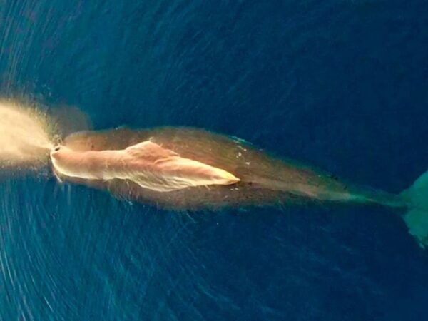 Εντυπωσιακή φωτογραφία από φάλαινα-φυσητήρα που ζει στο Αιγαίο