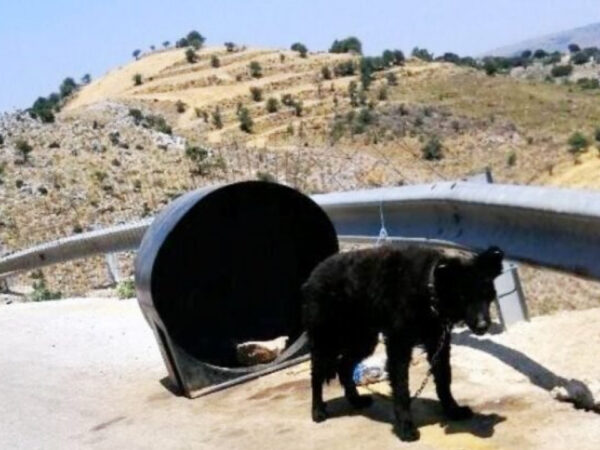 Χανιά: Συνελήφθη «κηδεμόνας» βαρελόσκυλου – Το είχε δεμένο χωρίς τροφή και νερό