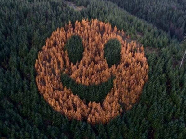 Το δάσος που… χαμογελάει κάθε φθινόπωρο