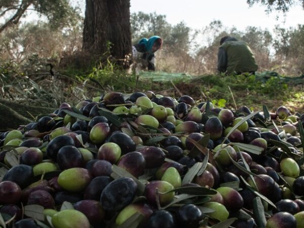 Τουλάχιστον 1,60 ζητούν από την ΠΕΜΕΤΕ παραγωγοί από το Μεσολόγγι για την ελιά