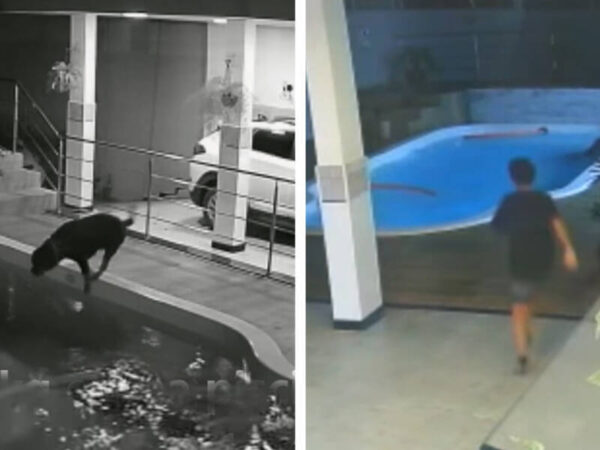 11χρονο αγόρι πήδηξε στο νερό αφού άκουσε τα μουγκρητά του 70 κιλών rottweiler του να πνίγεται