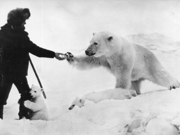 Ο άνδρας ταΐζει την πολική αρκούδα ενώ το μικρό της τον αγκαλιάζει με τρυφερότητα. Η συγκινητική ιστορία μιας φωτογραφίας