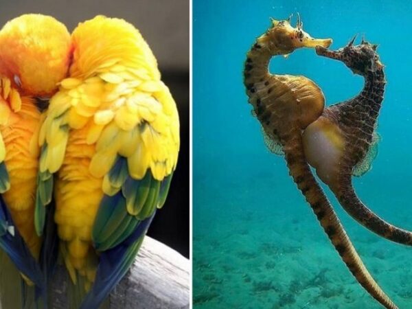 10 ζώα με τα οποία η φύση μας δείχνει ότι η αγάπη είναι αιώνια