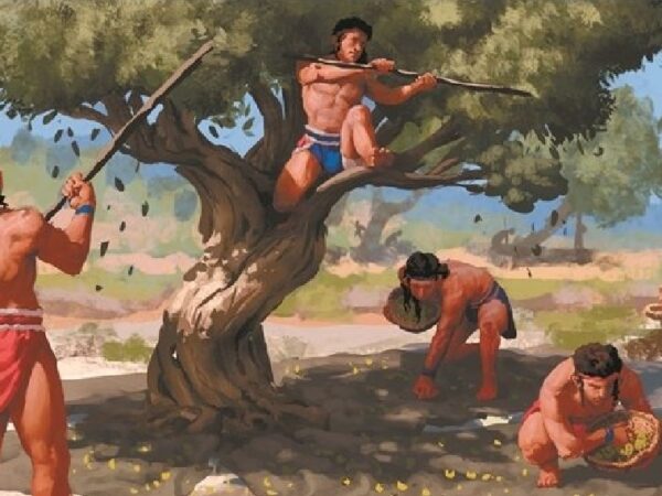 Ένα γενεαλογικό δέντρο στην Αχαΐα το 1500 π.Χ.