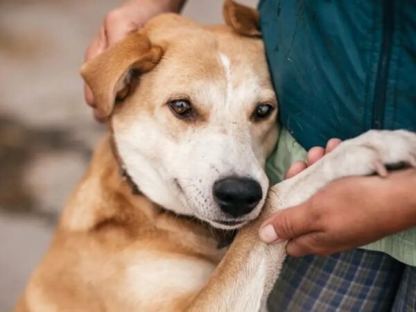 Χαράτσι 150€ σε χιλιάδες ανθρώπους που φροντίζουν ζώα συντροφιάς από την κυβέρνηση της ΝΔ