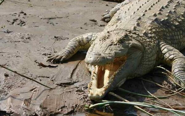 Συναγερμός στη Ρόδο: Καταγγελίες ότι εθεάθη κροκόδειλος να κόβει βόλτες σε ποτάμι – Τι εκτιμούν οι ερπετολόγοι