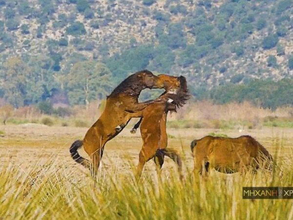 Εντυπωσιακές εικόνες με τα άγρια άλογα που ζουν ελεύθερα στον Λούρο Αιτωλοακαρνανίας. 