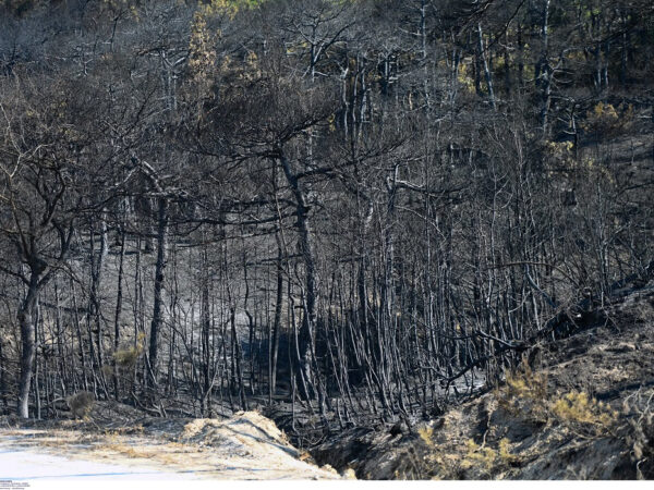 Τραγωδία! Πληροφορίες για 26 απανθρακωμένους στο δάσος της Δαδιάς