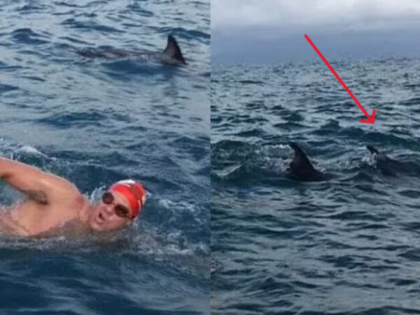 Δελφίνια στη διάσωση: Σώθηκε από καρχαρία όταν γενναίο κοπάδι δελφινιών αποφάσισε να τον βοηθήσει