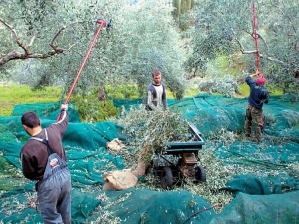 Παραγωγοί ελιάς Καλαμών: Όχι στις τιμές παραγωγού κάτω του κόστους